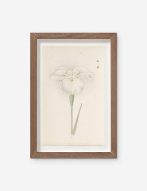 Vintage Japanese Iris No. 10 Wall Art by Miyoshi Manabu
