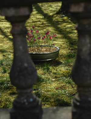 Dune Planter Bowl by Kelly Wearstler x Serax : Large